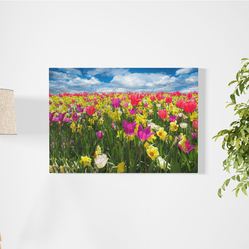 Canvas Campo de Tulipanes - Cuadro Sobre Lienzo - innpresiona