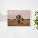 Elefante en la sabana - innpresiona